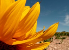 Fonds d'cran Nature tournesol