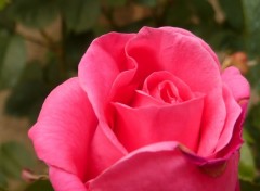 Fonds d'cran Nature Rose