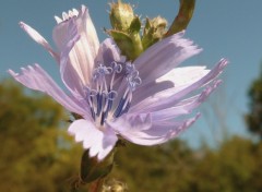 Fonds d'cran Nature bleuet