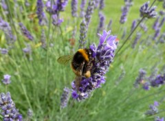 Fonds d'cran Animaux abeille