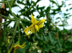 Fonds d'cran Nature fleur de tomate