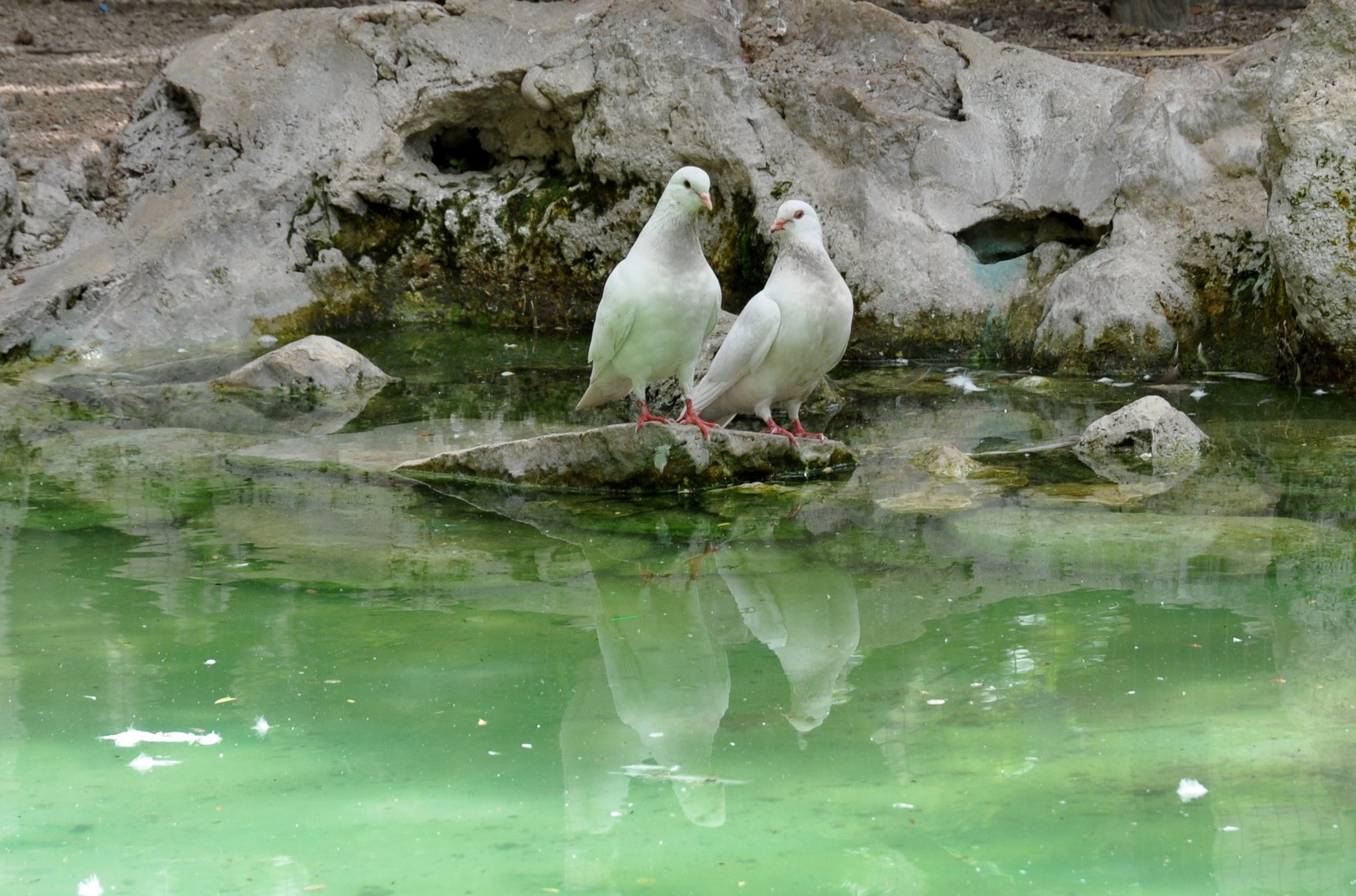 Fonds d'cran Animaux Oiseaux - Pigeons et Tourterelles Les toutereaux au bord de l'eau