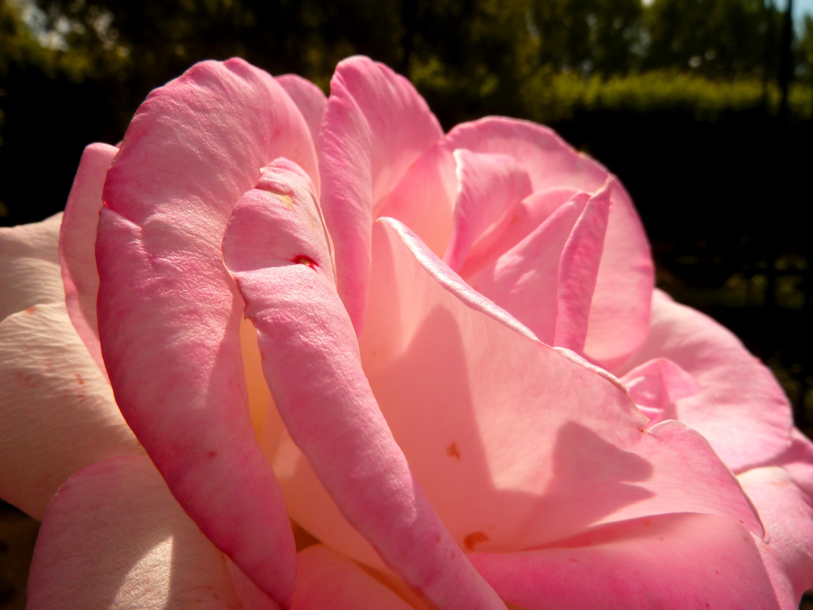 Fonds d'cran Nature Fleurs Rose