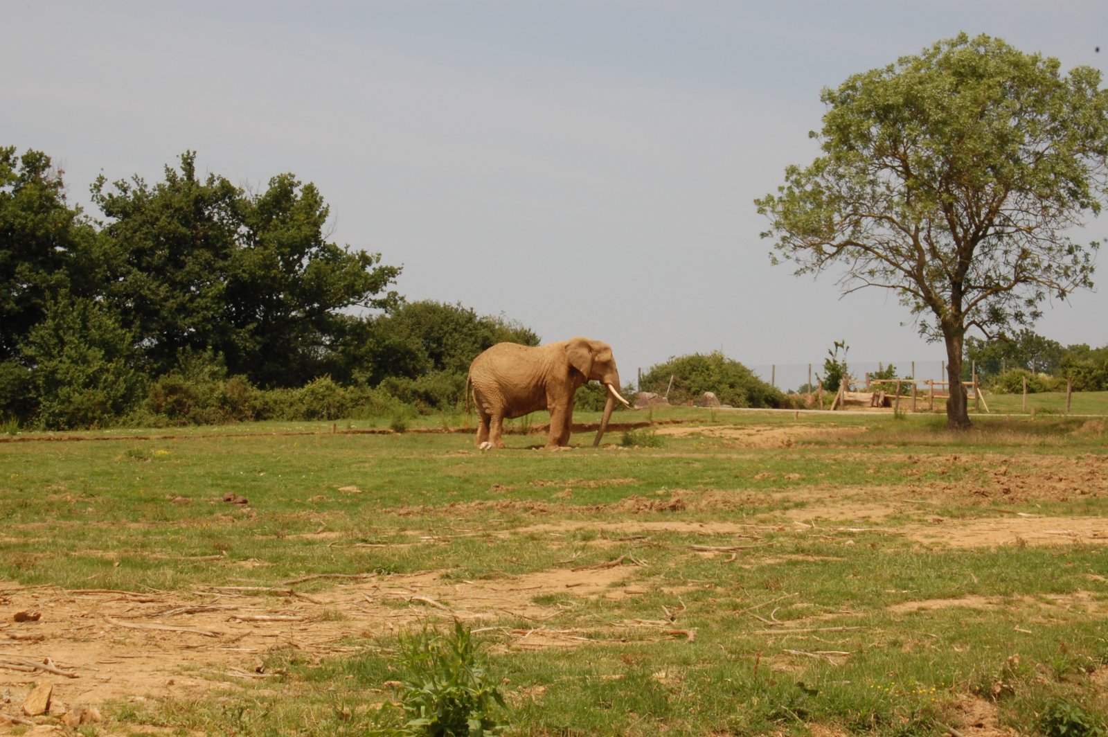 Wallpapers Animals Elephants 