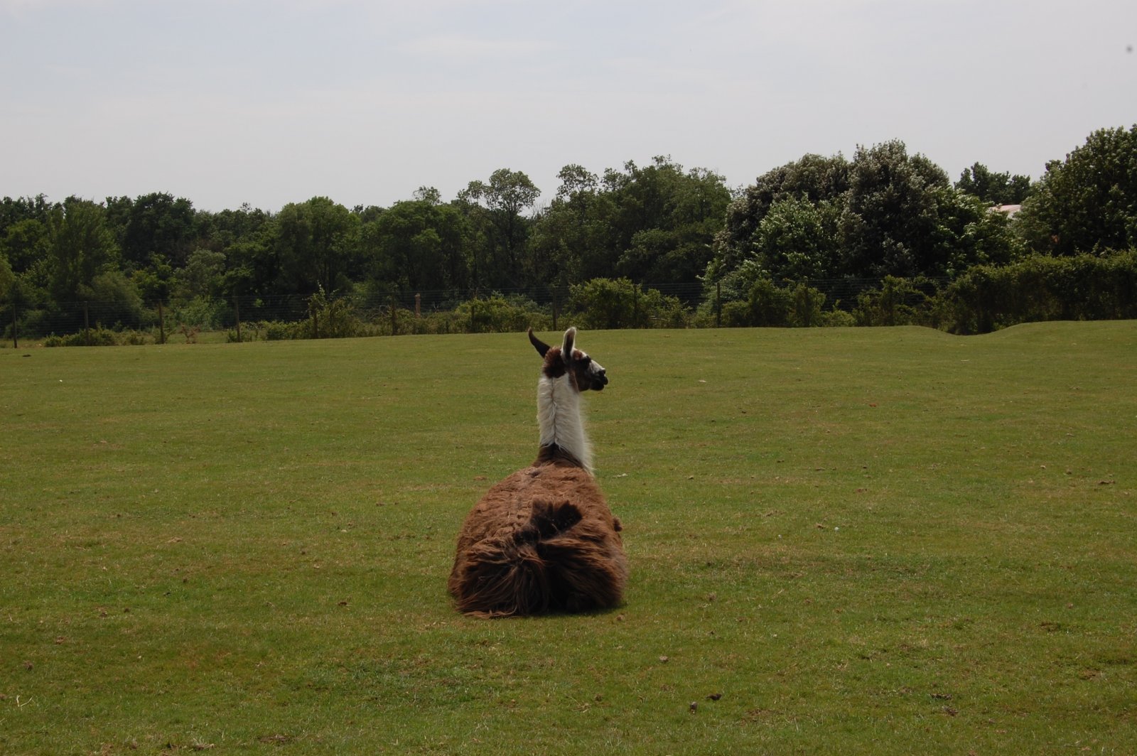 Fonds d'cran Animaux Lamas - Alpagas 