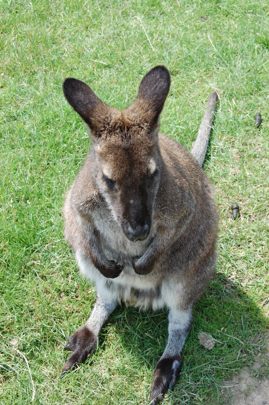 Fonds d'cran Animaux Kangourous 