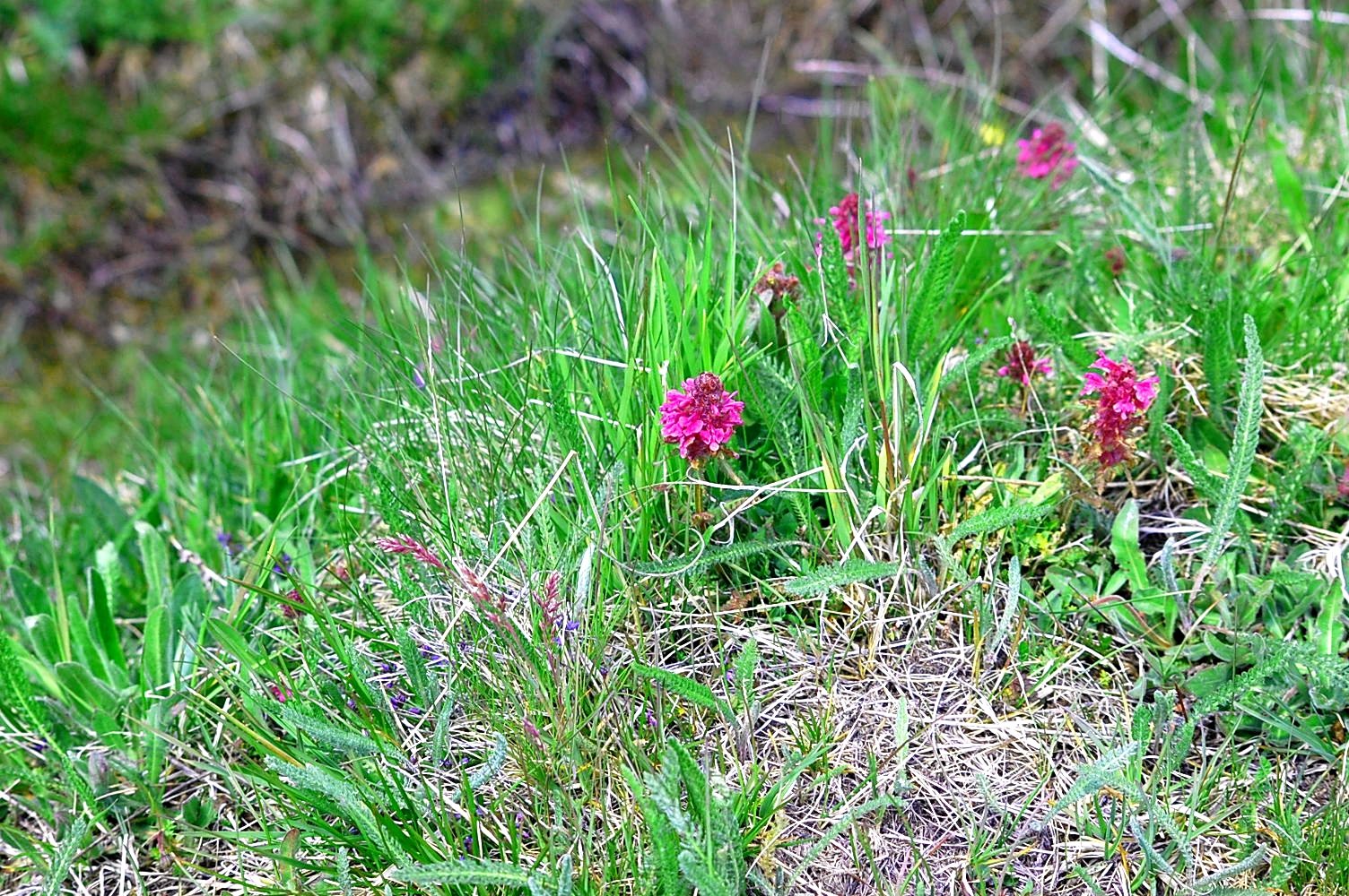 Fonds d'cran Nature Fleurs 