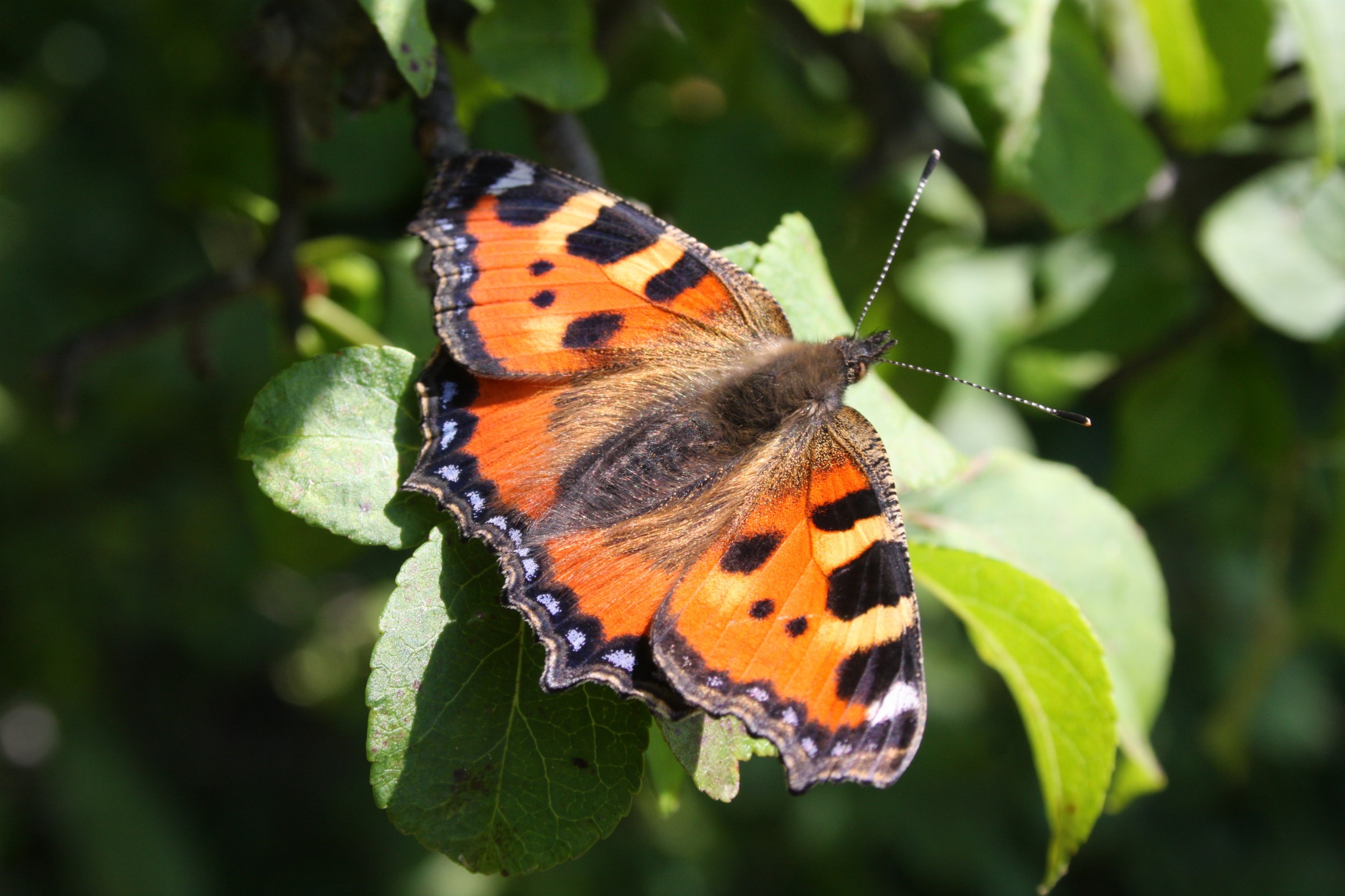 Wallpapers Animals Insects - Butterflies Papillon au col des pres (Bauges)