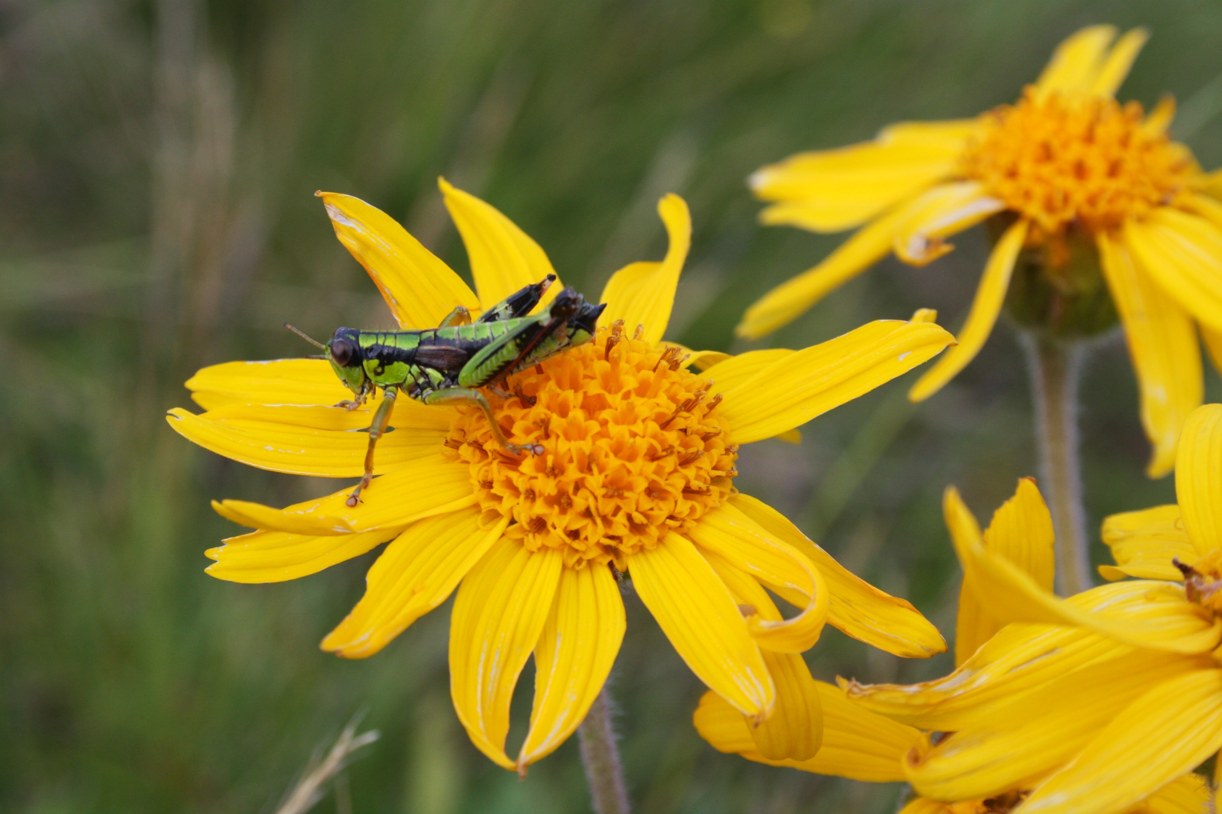 Wallpapers Animals Insects - Grasshoppers and Locusts Sauterelle au col des prs ( Bauges)