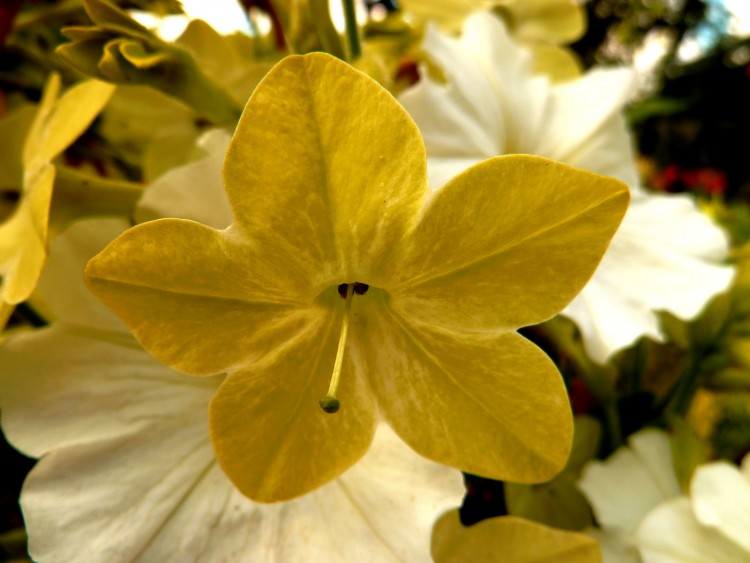 Fonds d'cran Nature Fleurs fleurs