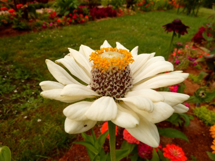 Fonds d'cran Nature Fleurs fleurs