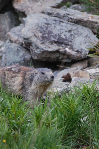 Fonds d'cran Animaux Marmottes Wallpaper N282790