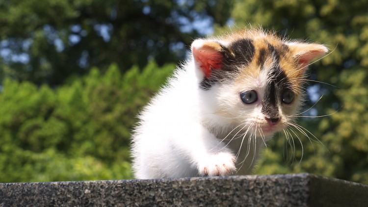 Fonds d'cran Animaux Chats - Chatons Accueil Rapide !