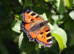 Wallpapers Animals Papillon au col des pres (Bauges)