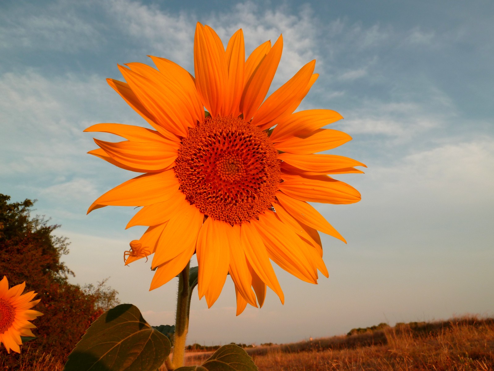 Wallpapers Nature Flowers fleurs de tournesol