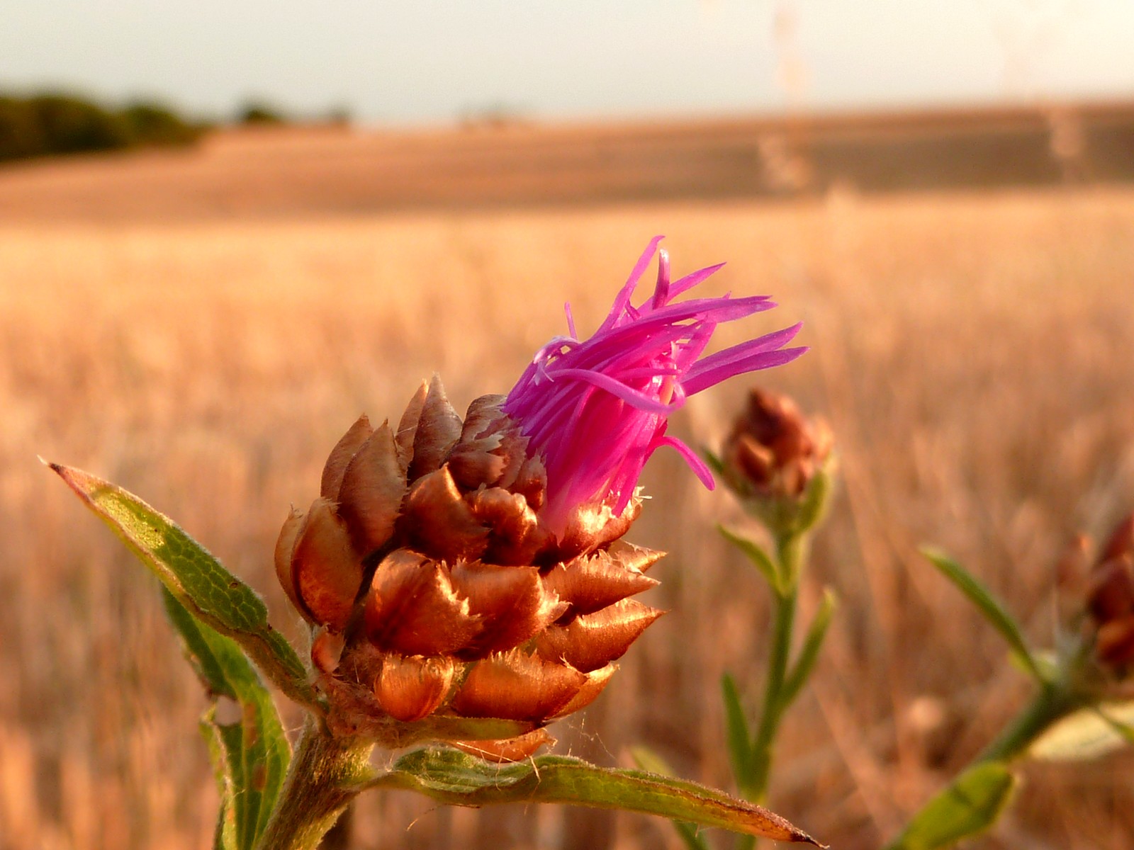 Wallpapers Nature Flowers fleur de chardon