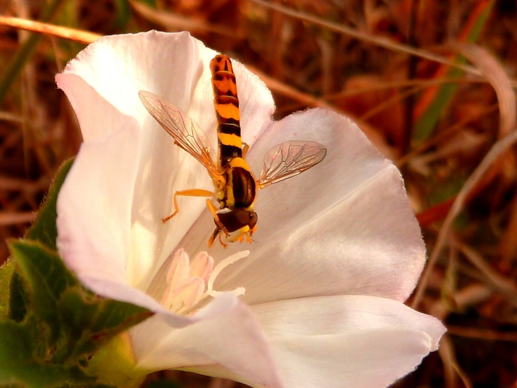 Fonds d'cran Nature Fleurs fleurs des champs