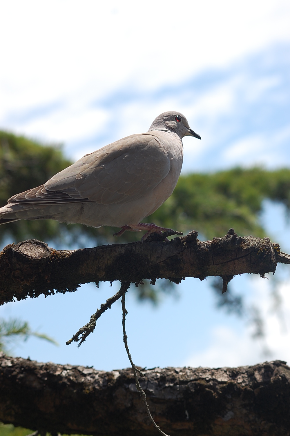 Fonds d'cran Animaux Oiseaux - Pigeons et Tourterelles 