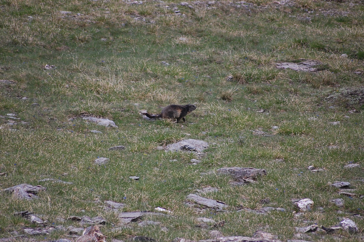 Fonds d'cran Animaux Marmottes 