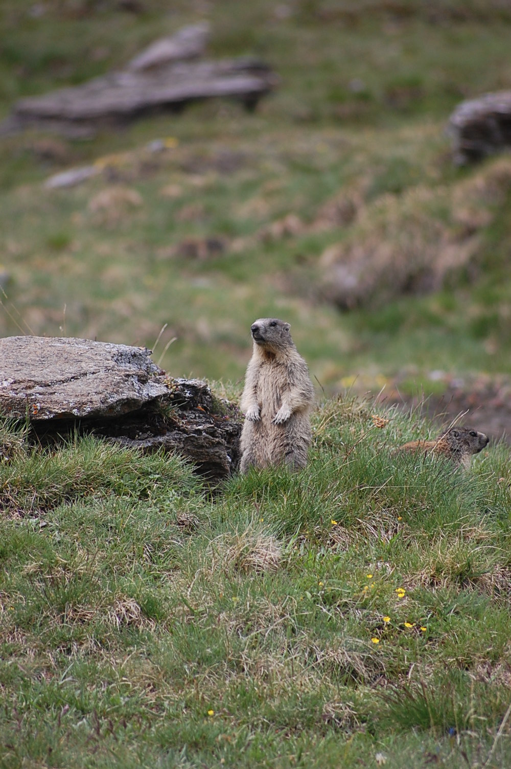 Fonds d'cran Animaux Marmottes 