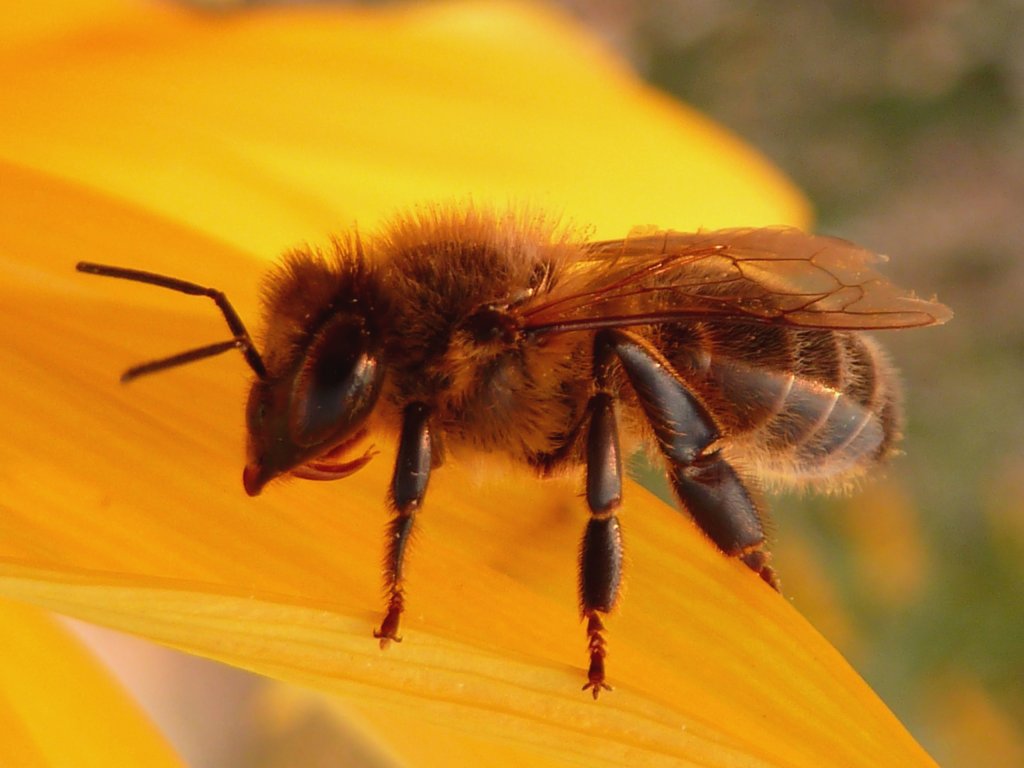 Fonds d'cran Animaux Insectes - Abeilles Gupes ... abeille