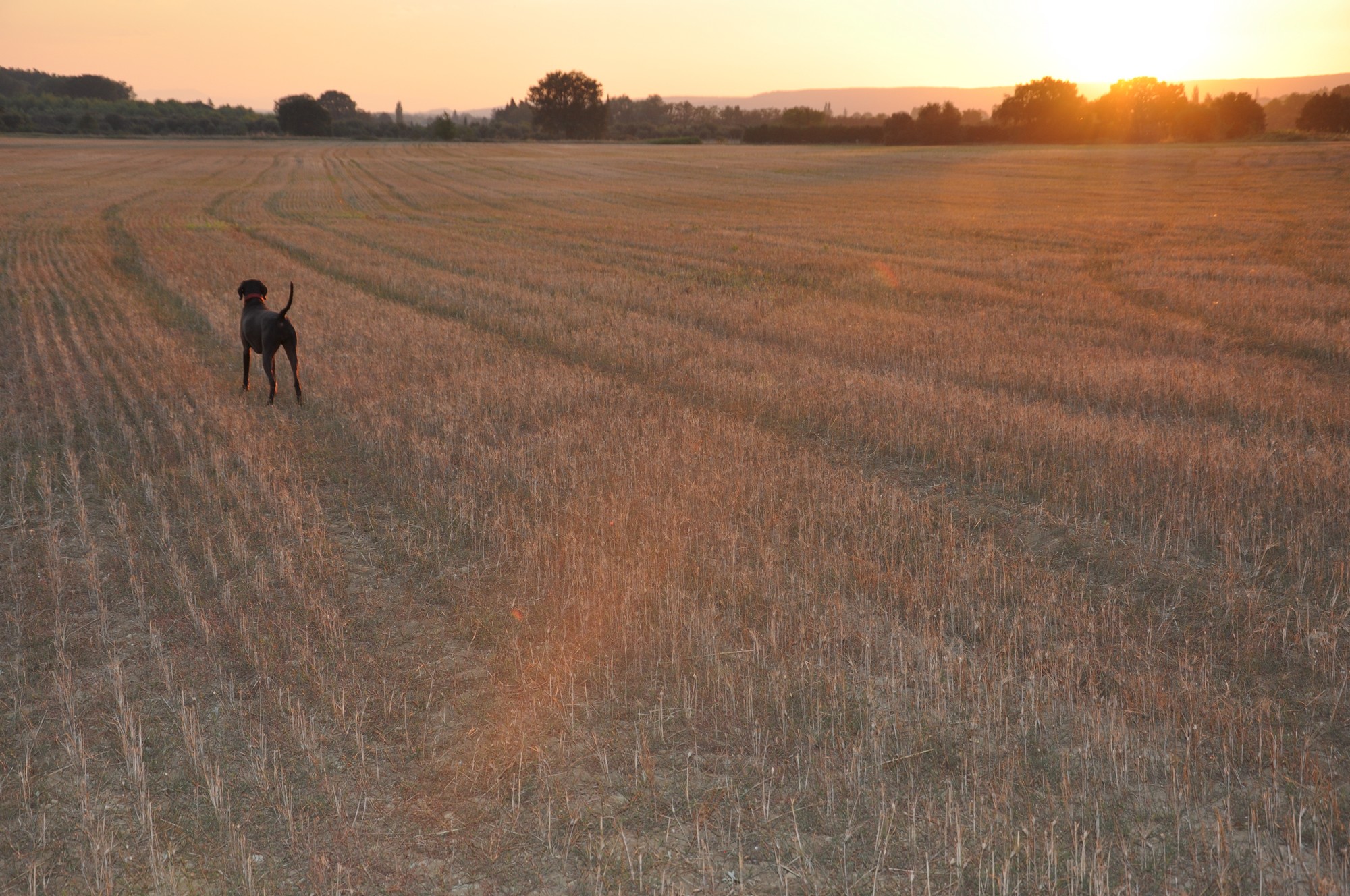 Wallpapers Animals Dogs Mon chien aprs la course admire lui aussi le magnifique coucher de soleil