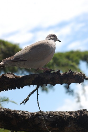 Fonds d'cran Animaux Oiseaux - Pigeons et Tourterelles Wallpaper N282871