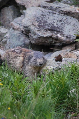 Fonds d'cran Animaux Marmottes Wallpaper N282879