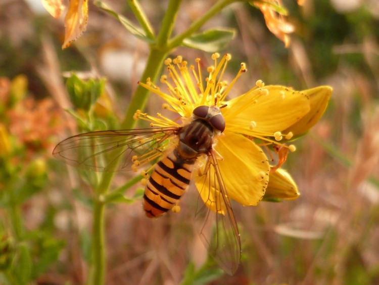 Fonds d'cran Animaux Insectes - Abeilles Gupes ... gupes 