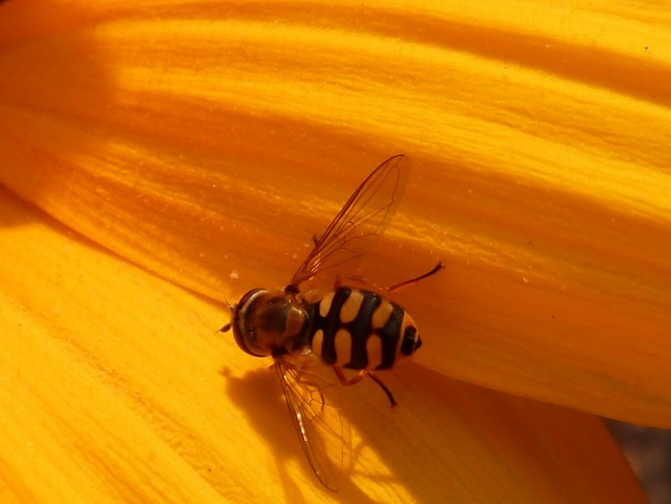 Fonds d'cran Animaux Insectes - Abeilles Gupes ... gupes 