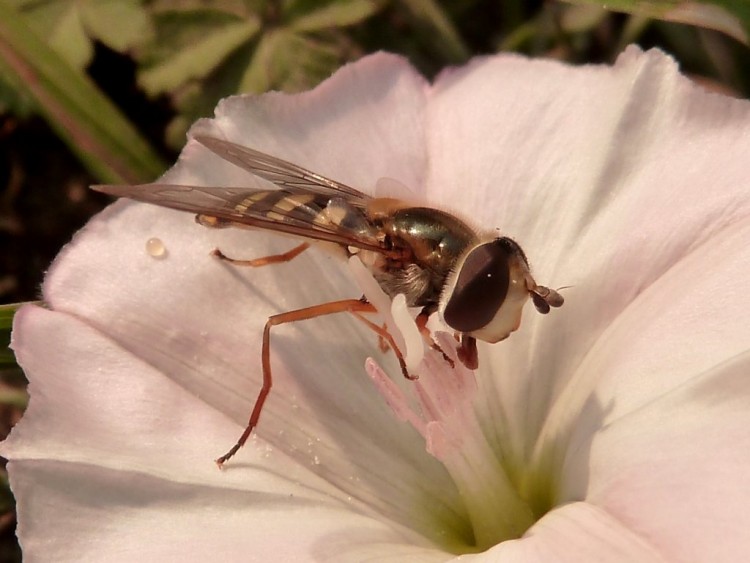 Fonds d'cran Animaux Insectes - Abeilles Gupes ... gupes 