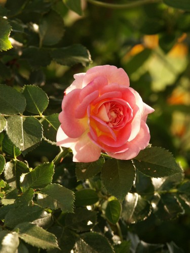 Wallpapers Nature Flowers rose