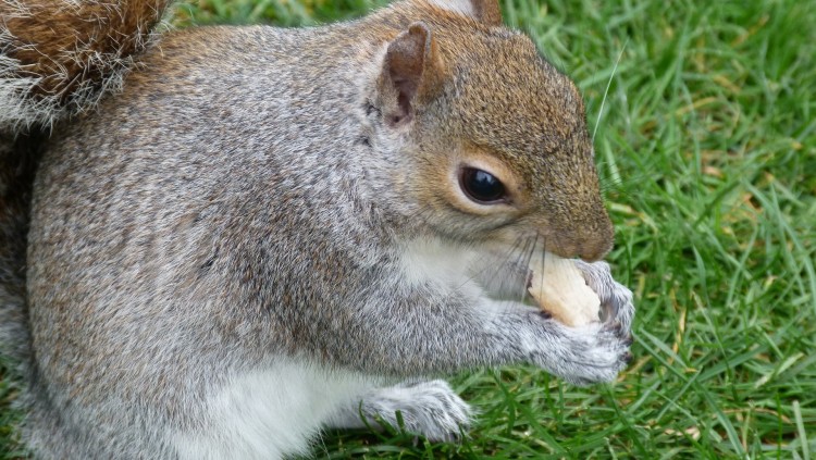 Fonds d'cran Animaux Rongeurs - Ecureuils Ecureuil de St james park