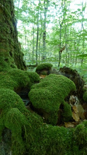 Wallpapers Nature Trees - Forests tapis de mousse sur un chene