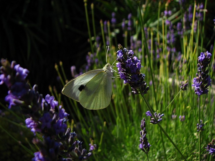 Fonds d'cran Animaux Insectes - Papillons Piride 