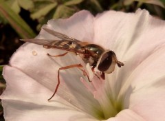 Fonds d'cran Animaux gupes 