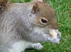 Fonds d'cran Animaux Ecureuil de St james park