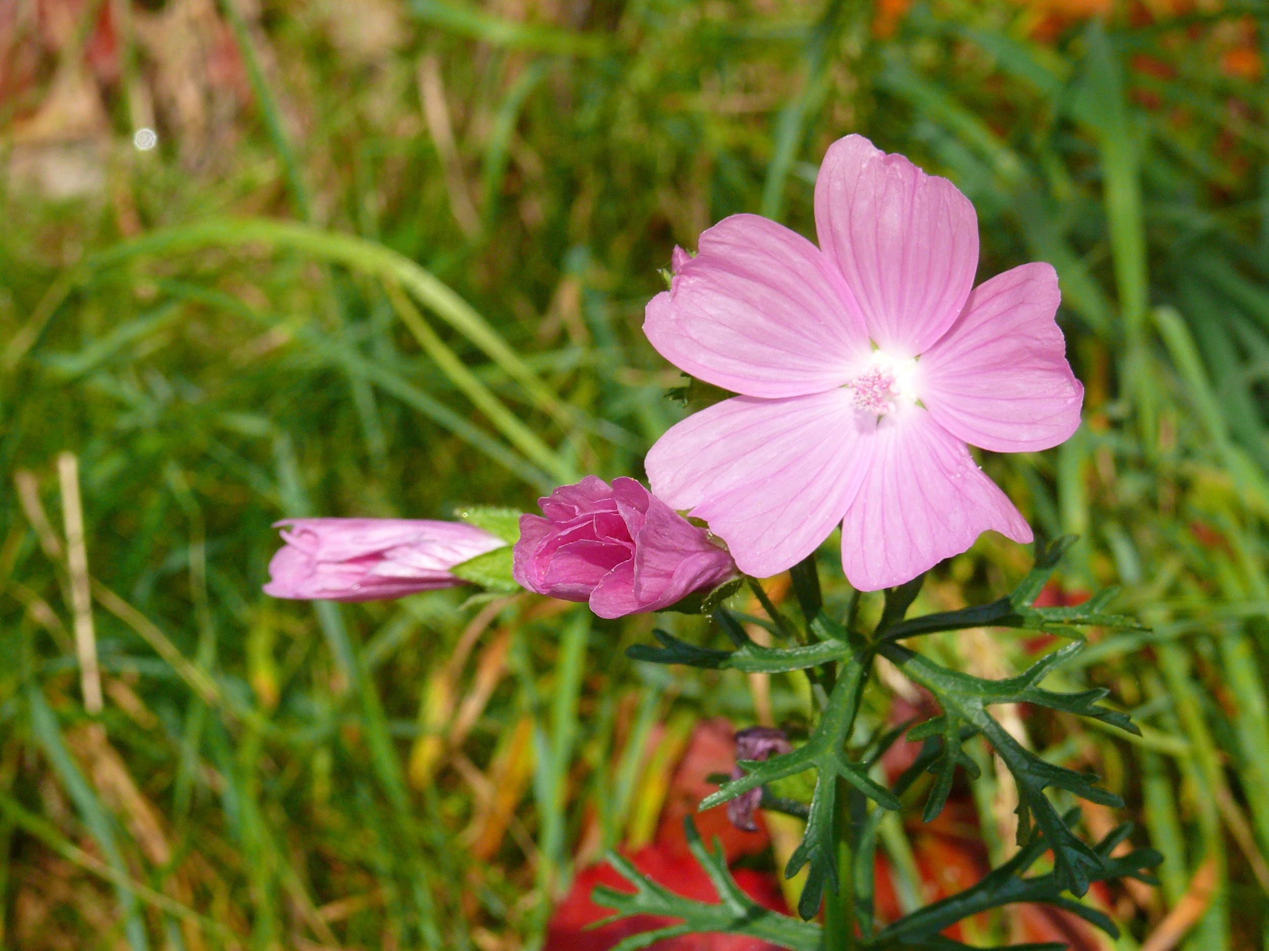 Wallpapers Nature Flowers 