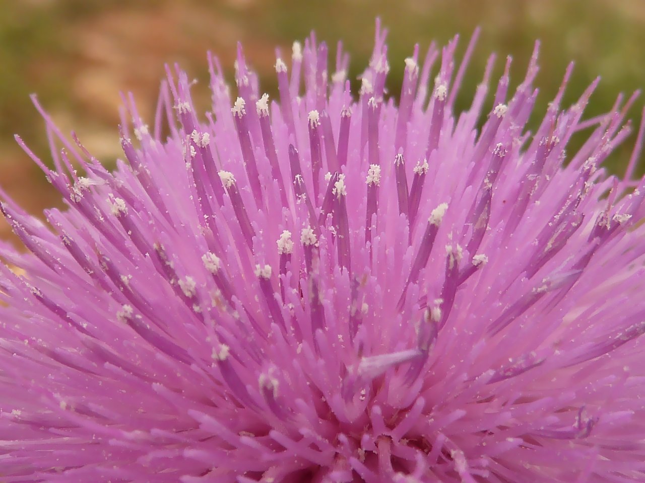 Wallpapers Nature Flowers Chardon en fleur