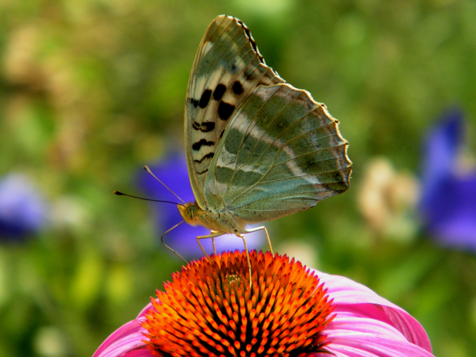 Wallpapers Animals Insects - Butterflies garden