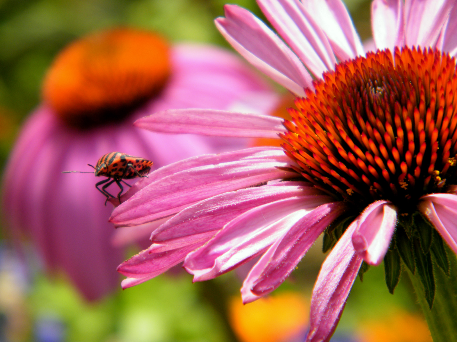 Fonds d'cran Nature Fleurs garden