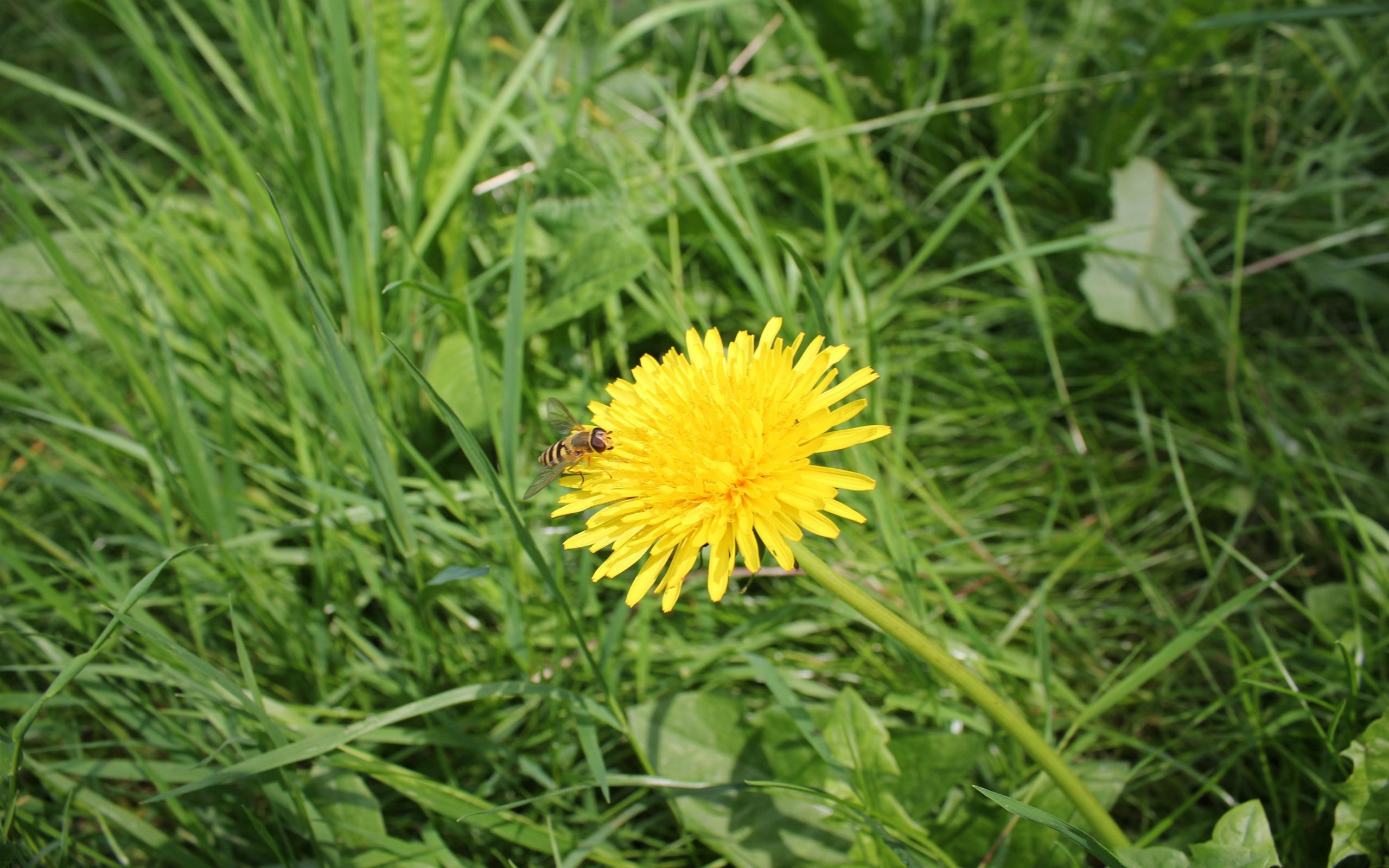 Wallpapers Nature Flowers 