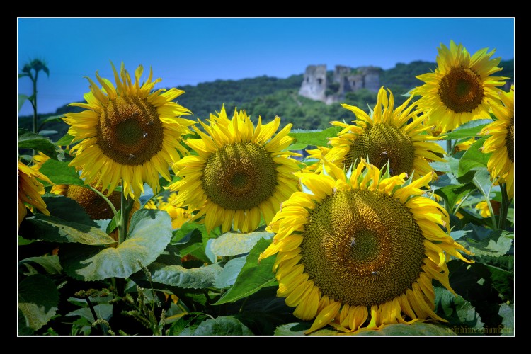 Fonds d'cran Nature Fleurs En dessous du chteau.