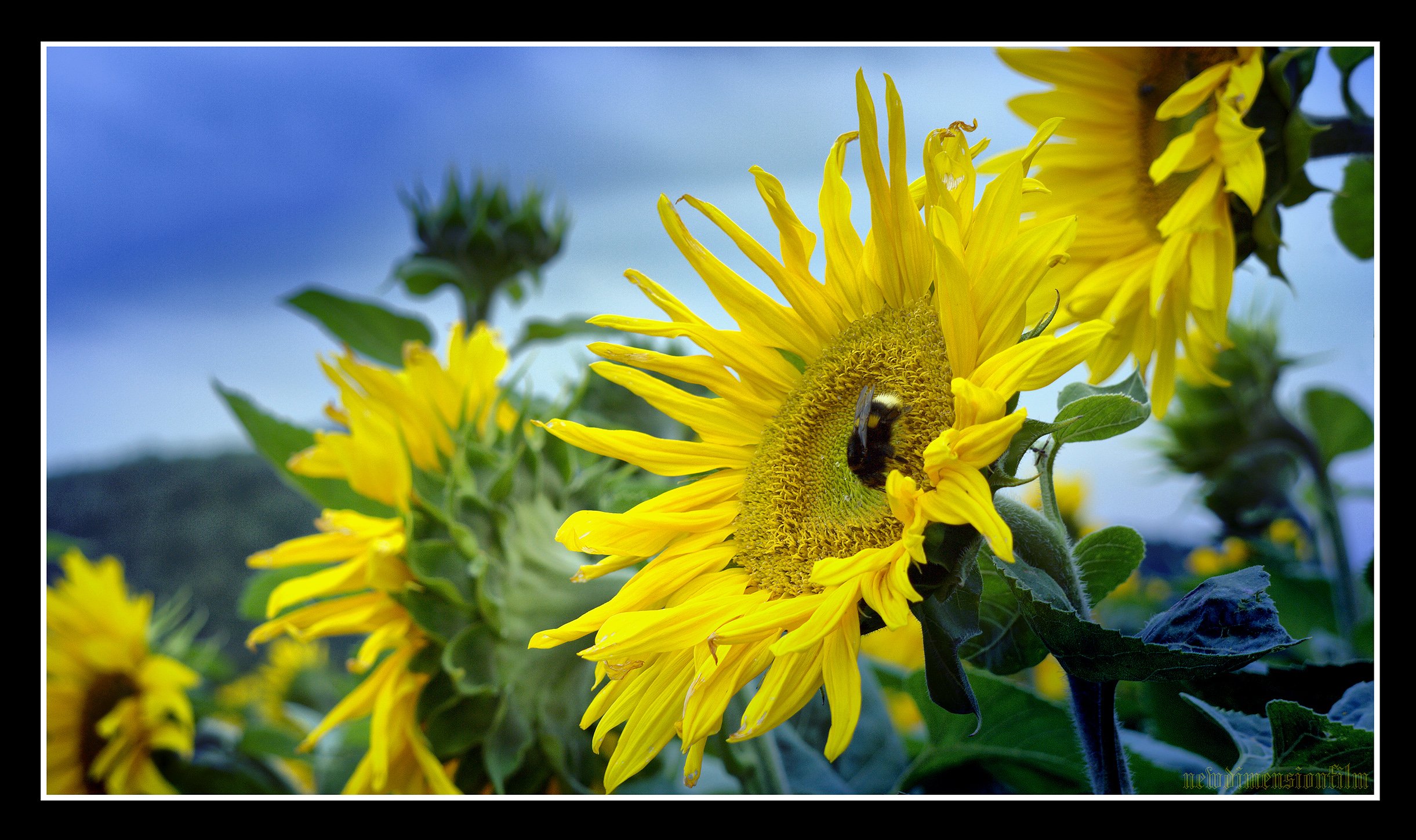 Fonds d'cran Nature Fleurs Petit soleil.