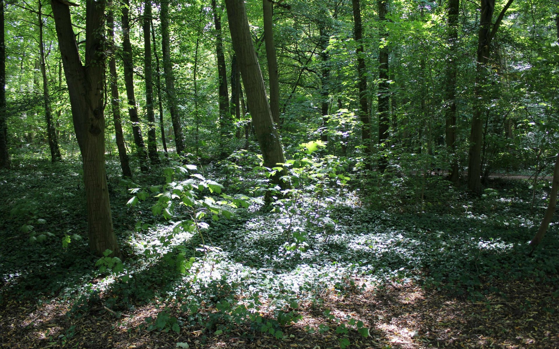 Fonds d'cran Nature Arbres - Forts 