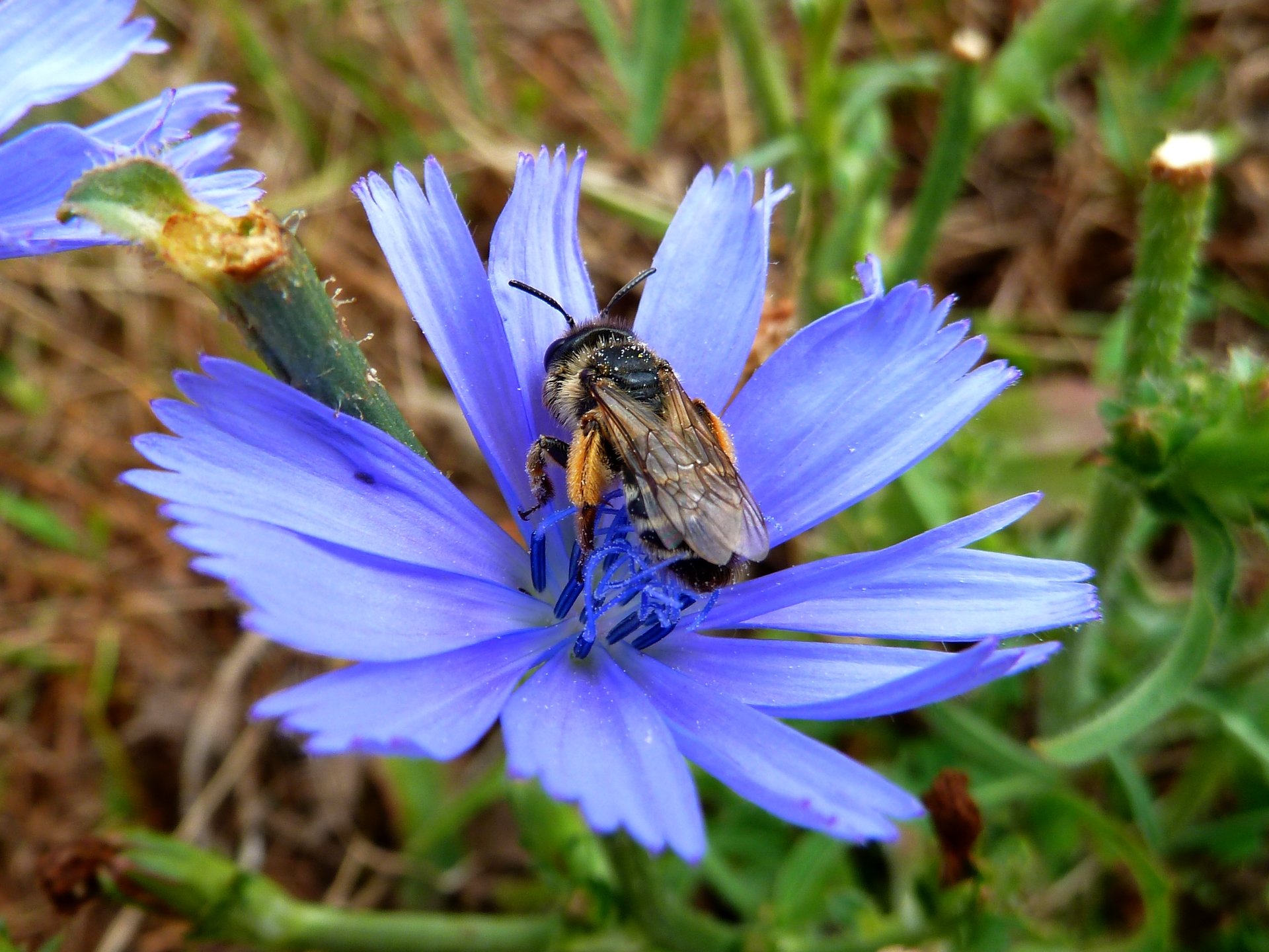 Fonds d'cran Animaux Insectes - Abeilles Gupes ... abeille