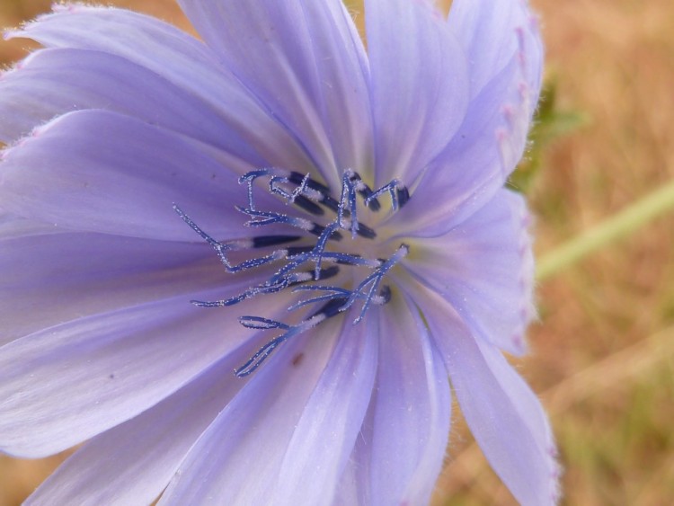 Wallpapers Nature Flowers fleur bleue