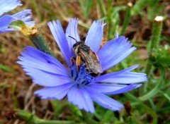 Fonds d'cran Animaux abeille