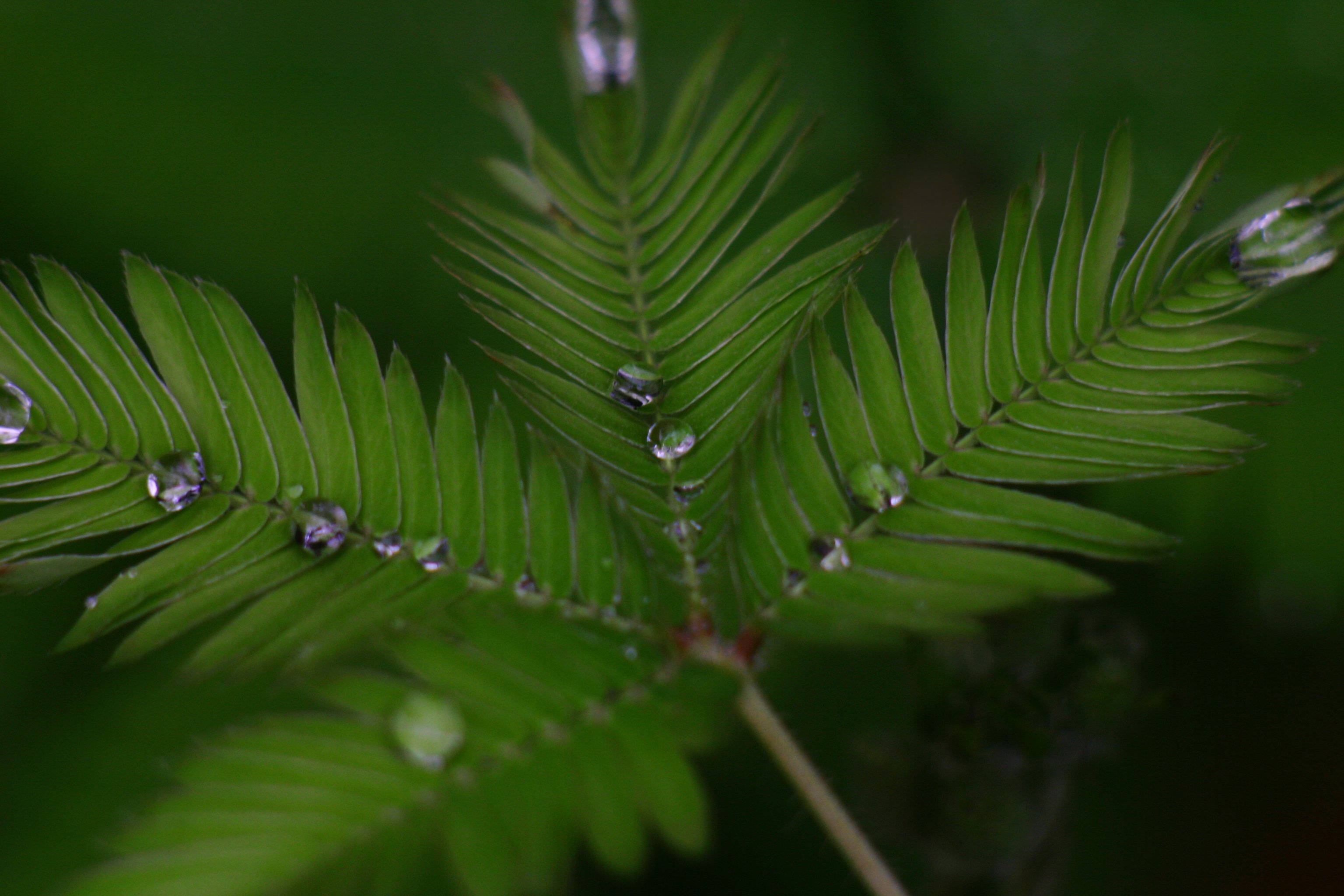 Fonds d'cran Nature Feuilles - Feuillages Concentration