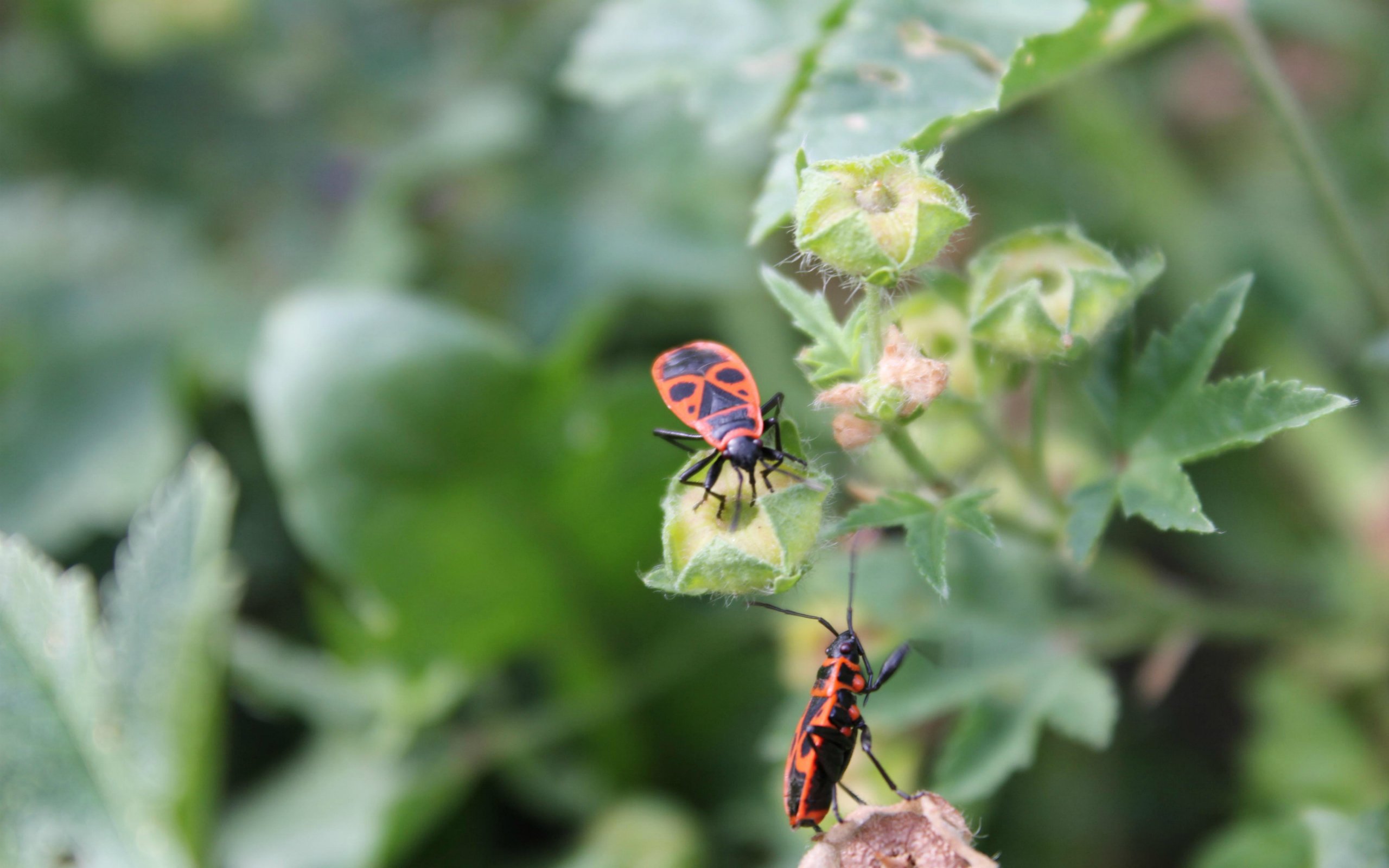 Fonds d'cran Animaux Insectes - Gendarmes gendarmes